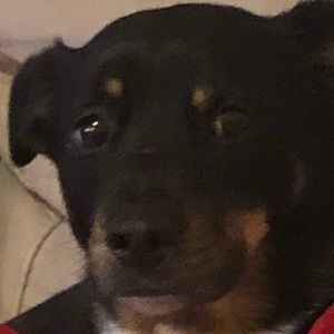 Meet your Posher, Dakota